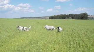 Питомник Якогор прогулка в поле, Пиренейская горная собака и Торняк (Хорватская горная собака)