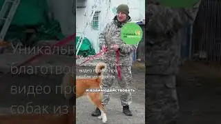 Кинологи, ветеринары, грумеры «прокачивают» собак из приюта…  