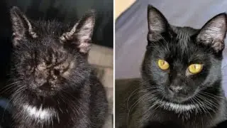 Scabies Covered Cat At Car Wash Colony, Rescued And Cleaned Up