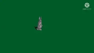 Green screen rabbit || green screen video || green screen animal ||