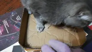 КОТ КУСАКА