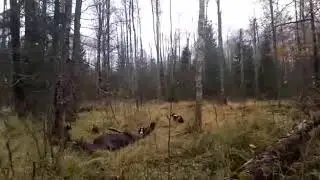 лайки взяли лося 🦌 подранка.