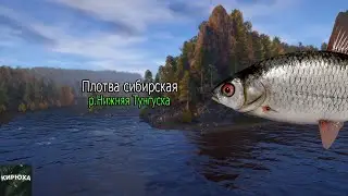 Русская Рыбалка 4 ► Плотва сибирская - р.Нижняя Тунгуска