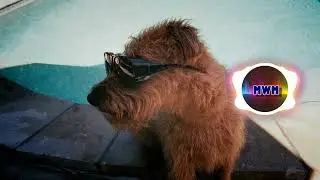Andreas Dahlbäck - Cool Dog