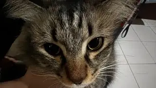 Pweese give me ideas!