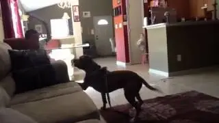 Crazy kid hitting dog