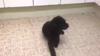 Dog trick - play dead