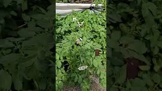 Harvest Garden