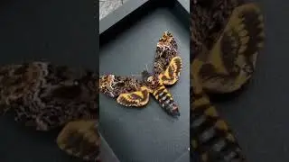 Framed Death Head Moth