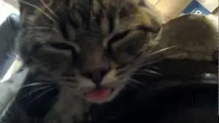 Кот открыл рот