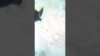 тренировка щенка лайки по утке