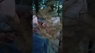 2 червня викинули ялинку