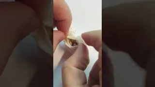 Кокон у паука птицееда  Psalmopoeus irminia. Вскрываем кокон 