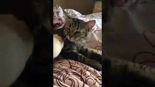 Обычное утро:)