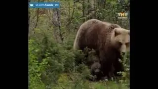 Медведей бояться- в лес не ходить. 15.06.2016
