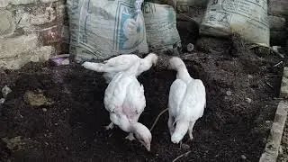 Pure Aseel White Heera Chicks