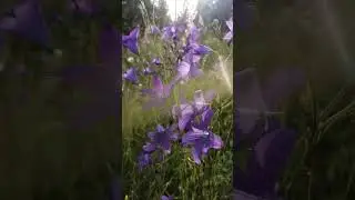 колокольчики😊