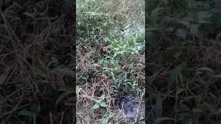 Cara memancing belut