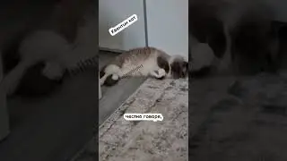 Я бы всю жизнь спал😸 #рекомендации #шортс #смешныевидео #кот #shorts #топ #приколы #юмор #тренд