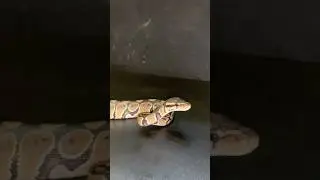 Best pet reptile ballpython #shorts #shortsviral