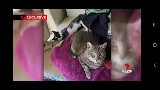 Kwinana Dog Attack: Family cat killed in own backyard by roaming dogs