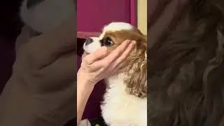 Гостиница для животных Петрозаводск