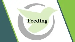 Washington Nurse Aide Skill #10 Feeds Client Who Cannot Feed Self