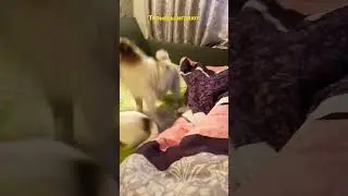 Терьеры так играют. 