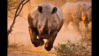 Animal Attacks And Close Calls 2021