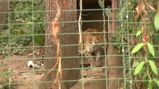 ANIMAL China Leopard big cat ATACK