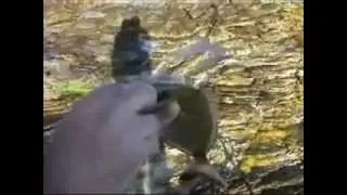INGLESE FISHING (Εγγλέζικο ψάρεμα) 