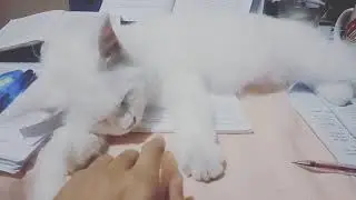 Cat won't let me study