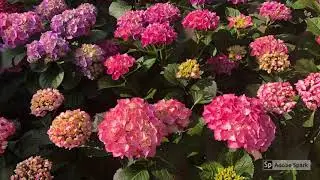 Hortensii 2019