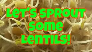 Let’s sprout some lentils!
