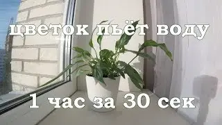 TimeLapse | Цветок пьет воду | 1 час за 30 сек.