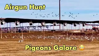 Airgun Pigeon Hunt: Hunting Pigeons with Tracer Pellets (Newest Tech!)