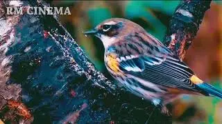 Vidio Cinematic No Copyright (Mentahan Background)