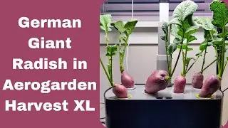 Grow German Giant Radish in Aerogarden Harvest XL Hydroponics System, best radish variety
