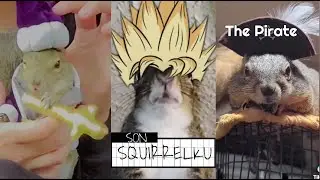 October Squirrel SuperCut 🐿️✨🐿️