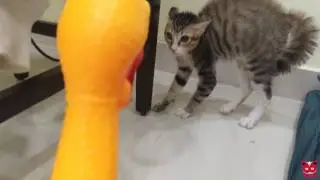 Funny Shrilling chicken with animals 🐣 🐥🐣 🐥