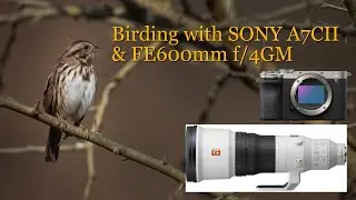 Birding & Wildlife Photography with Sony A7CII camera & 600mm f/4GM lens