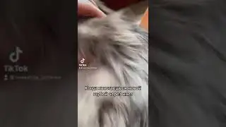 Шубу хочу новую 