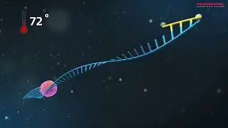 How Hamamatsu contributes to PCR tests for COVID-19