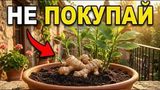 ONE piece of GINGER and you'll NEVER BUY IT AGAIN - why did the INDUSTRY HIDE this?