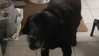 Black Labrador barking at nothing