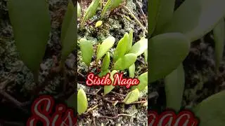 Did You Know : Sisik Naga - Pyrrosia Piloselloides #herbal