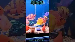 WOW🔥- Please Suggest More Fishes For this Tank😍|| Must Watch || #shorts