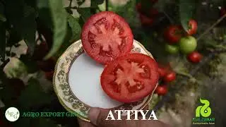 Andijonda eng xosildor pomidor Attiya F1 / AGRO EXPORT GROUP