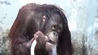 Monkey business - Funny Monkeys Compilation 2016