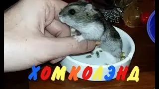 Поведение ХОМЯКОВ на прогулке!  Приколы с Хомяками!